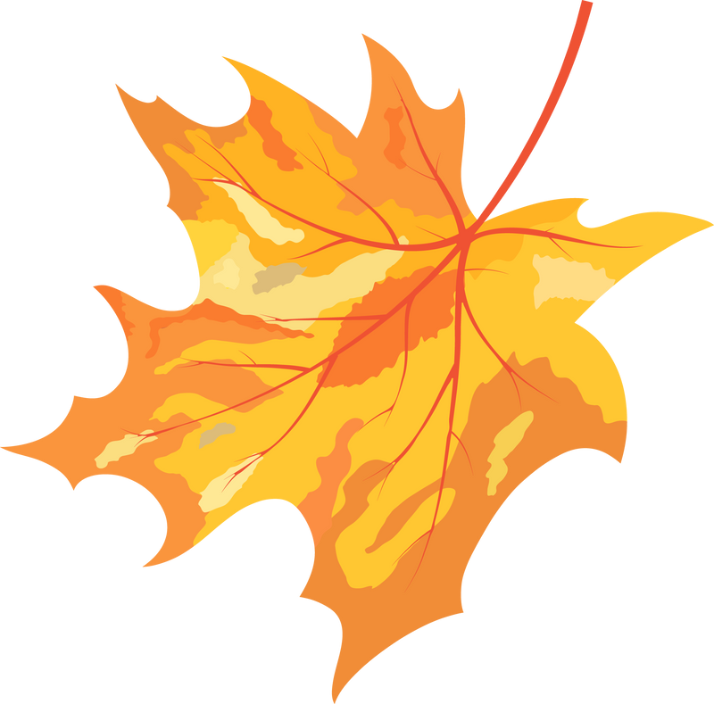 Maple Curved Leaf