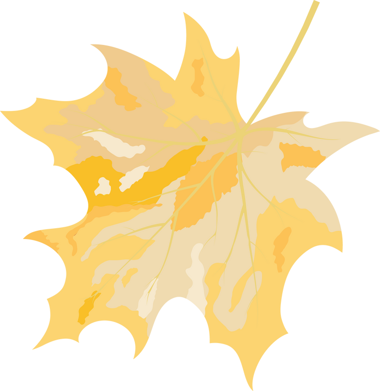 Maple Curved Leaf