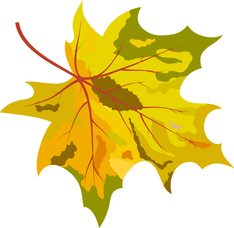 Maple Curved Leaf