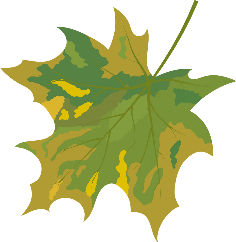 Maple Curved Leaf