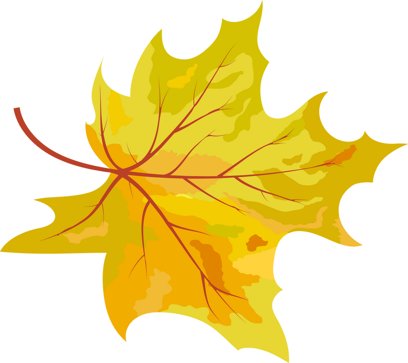 Maple Curved Leaf